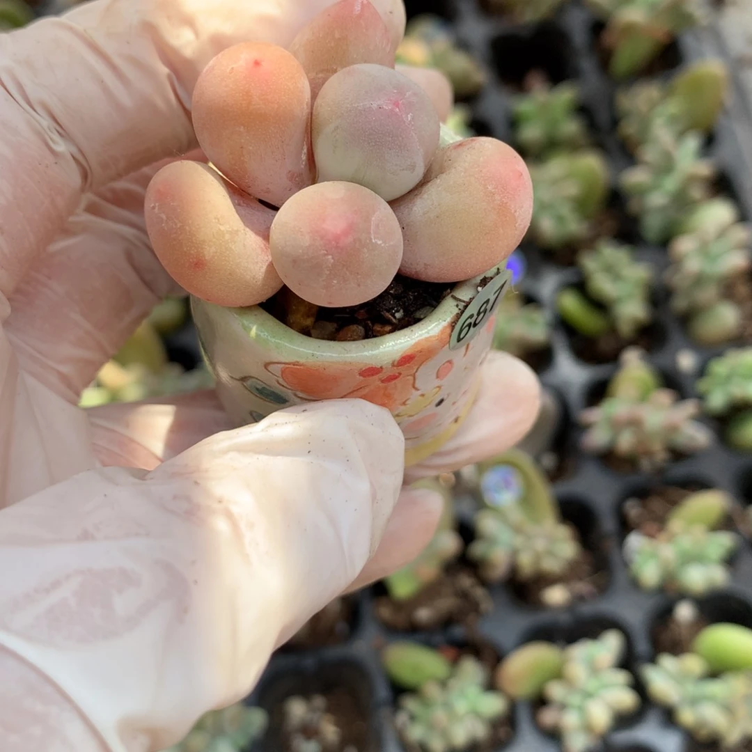 687，米可奶酪多肉