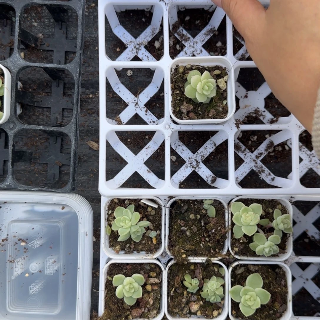 白釉盆9床一个满25包邮