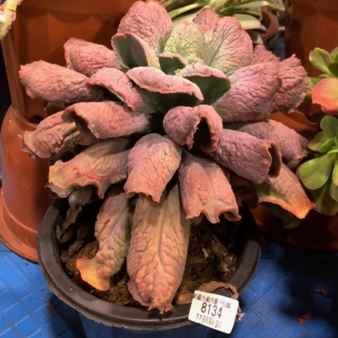 鸿****）男爵8134多肉