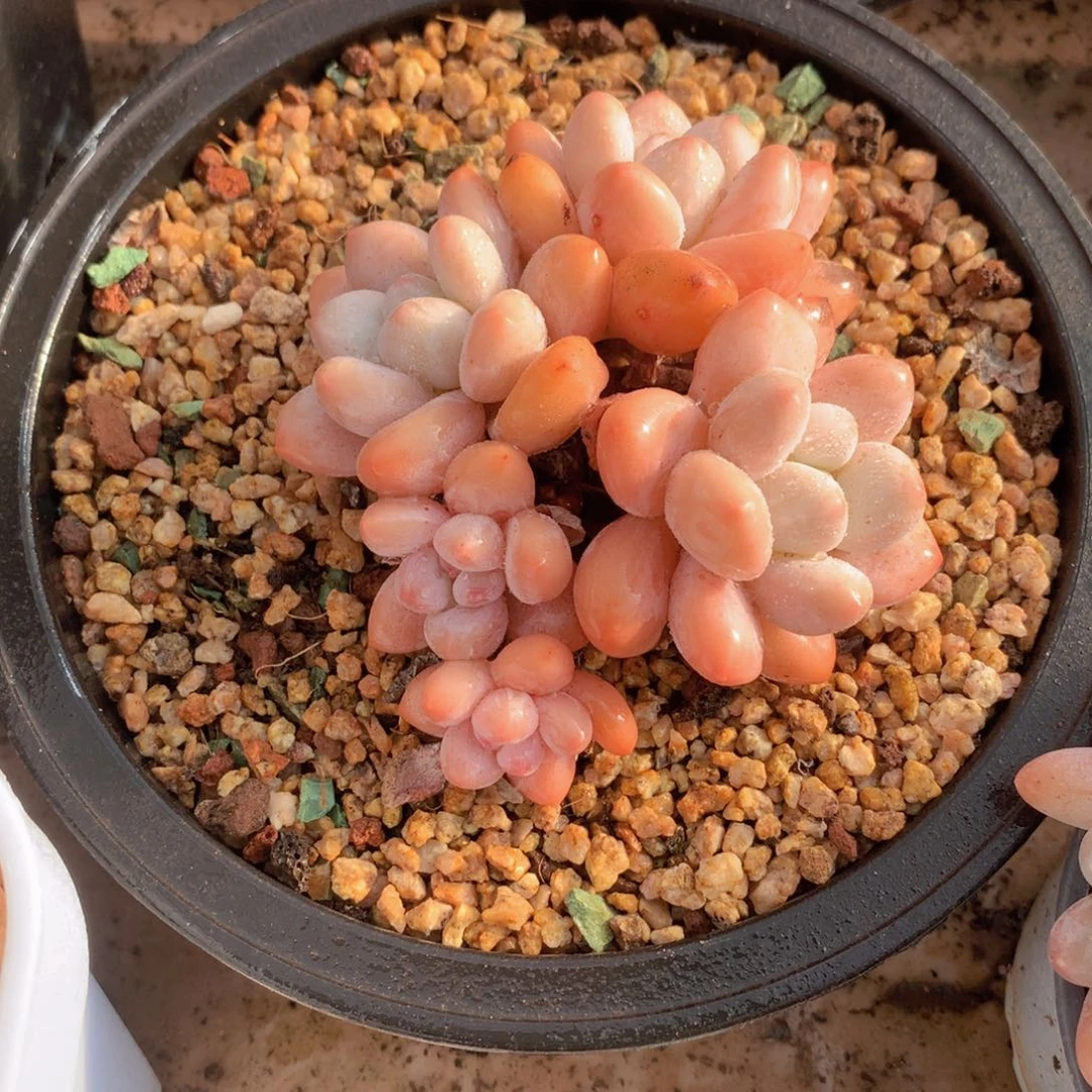 ?****?香水11 公分一物一拍