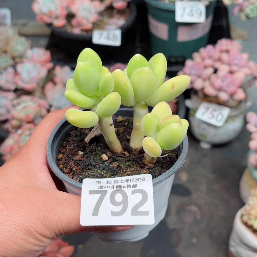 芒果KK奶无盆土发货
