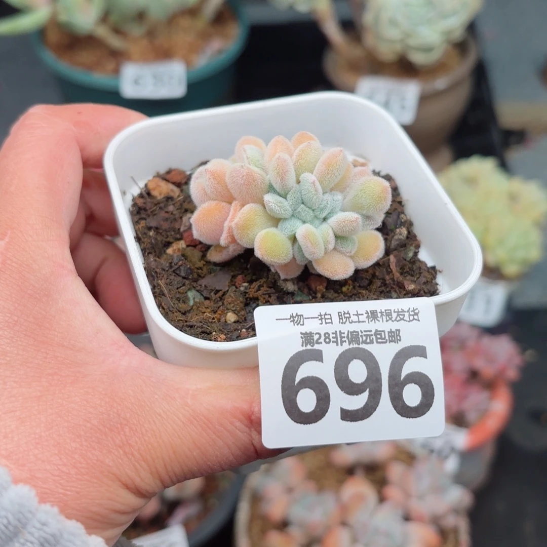 雪晃星缀化无盆土发货