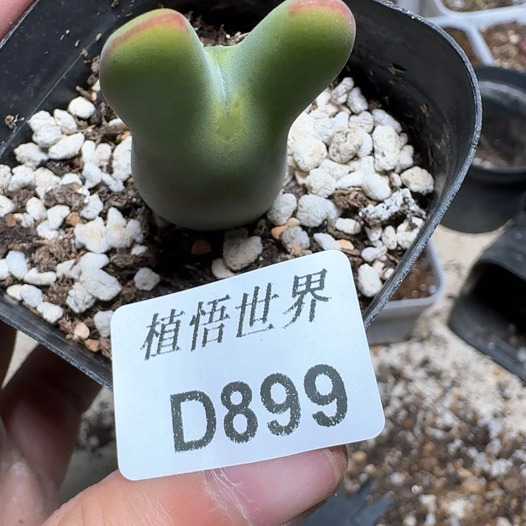 899号多肉植物哇f g