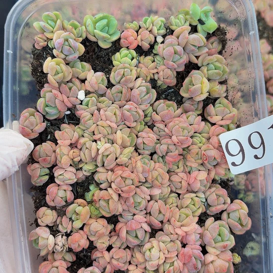 用****5多肉植物多肉植物991