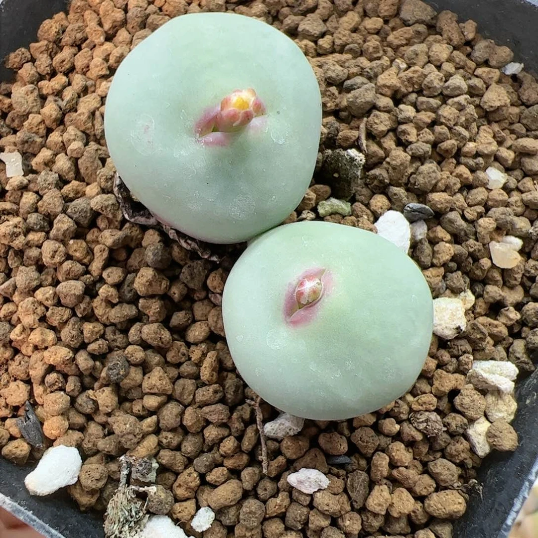 【闪购商品】289 大型红嘴