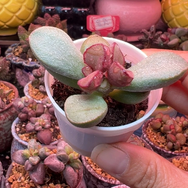 一物一拍，带盆发货