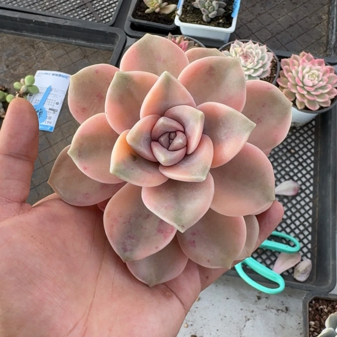 紫乐 彩锦  一物一拍