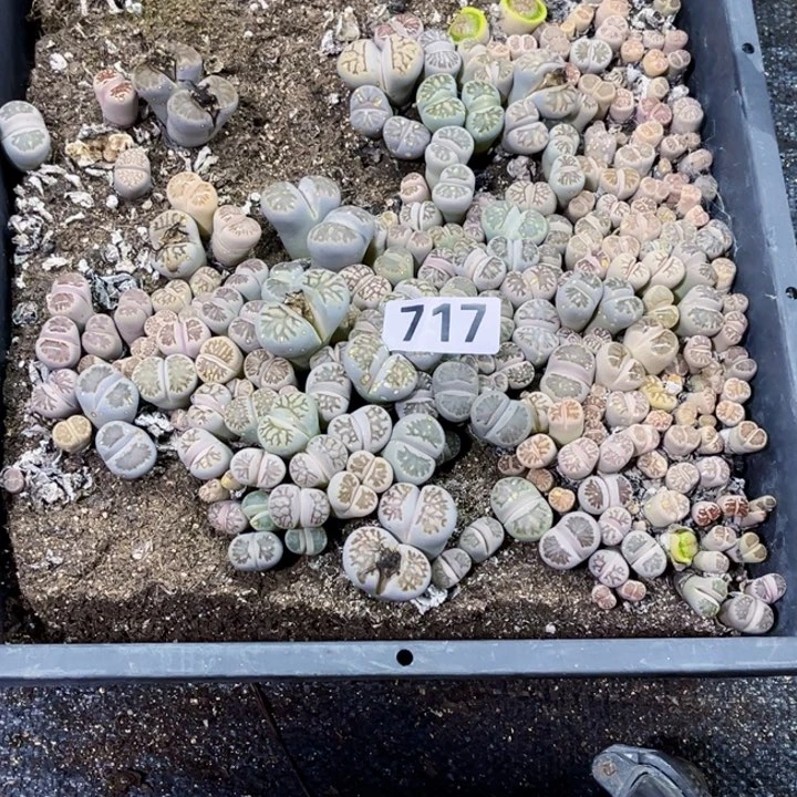 717 生石花一物一图如图