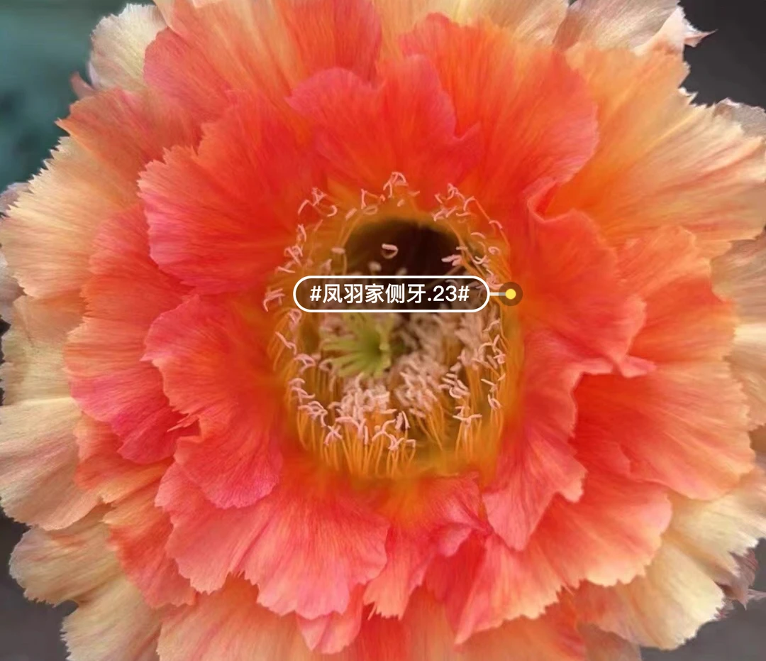 凤羽23号自根6公分左右