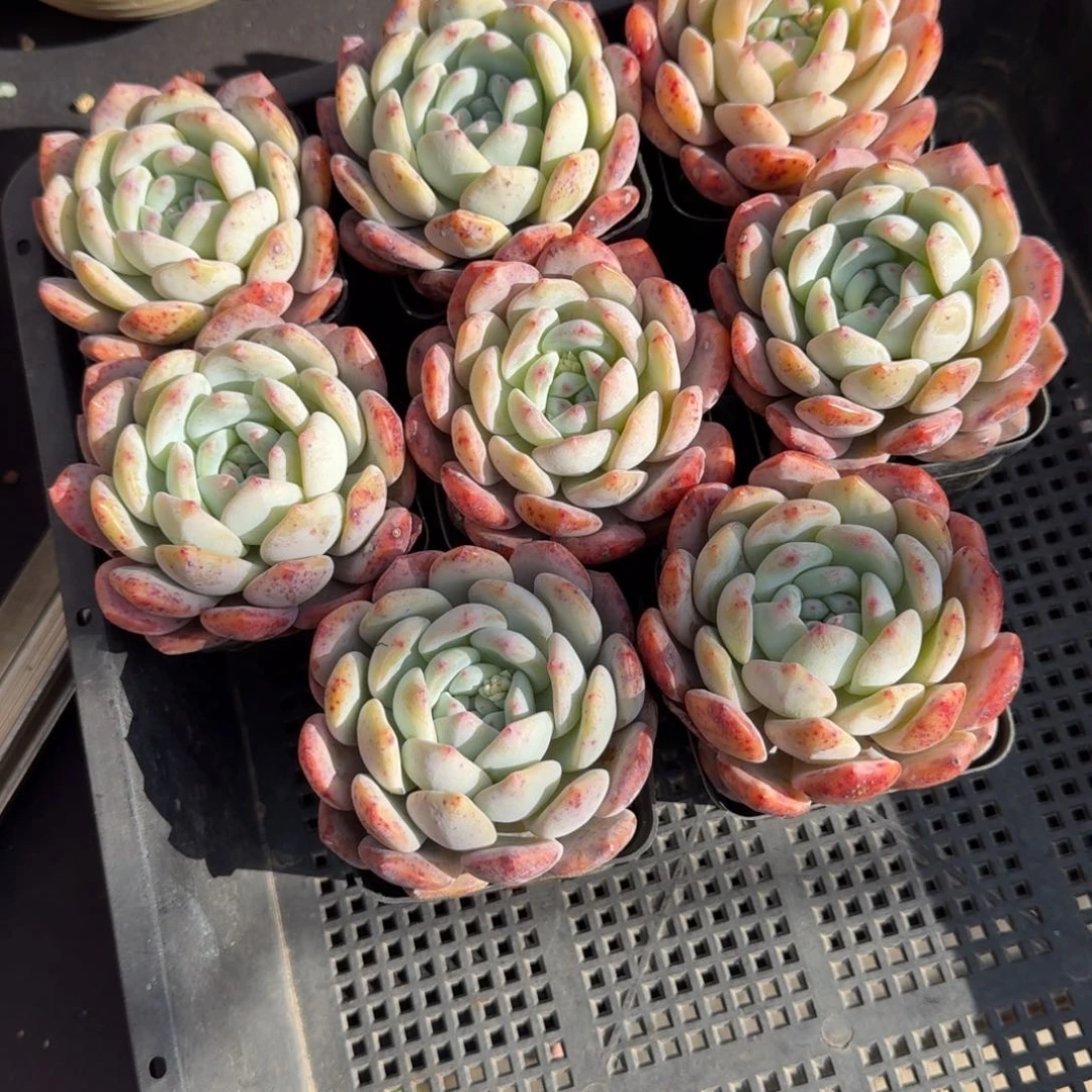 柒*一组8颗，专拍链接