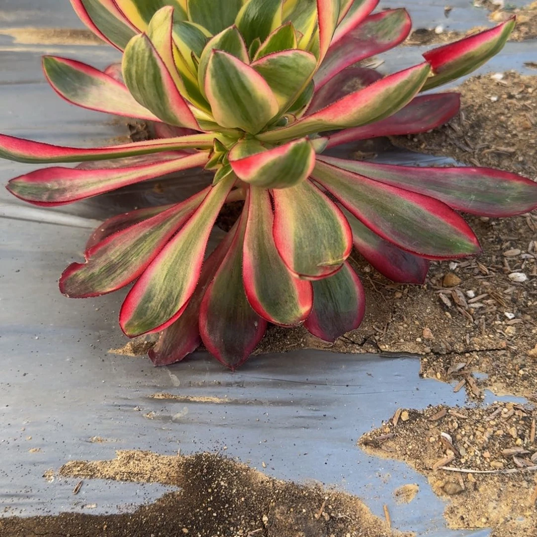 O****O462烈焰。多肉植物