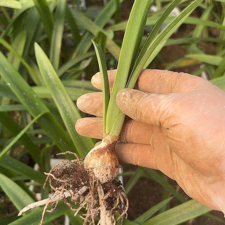 贵妇2.8左右带土福利