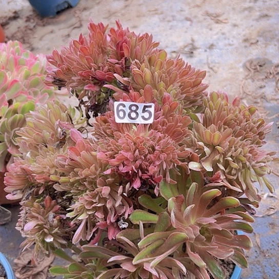 好***满多肉植物一个法师