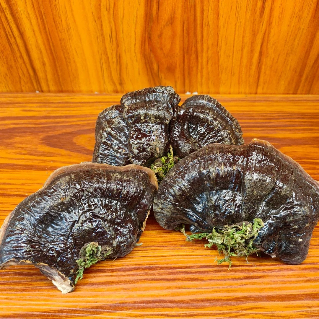 吉林翠芝林灵芝3颗