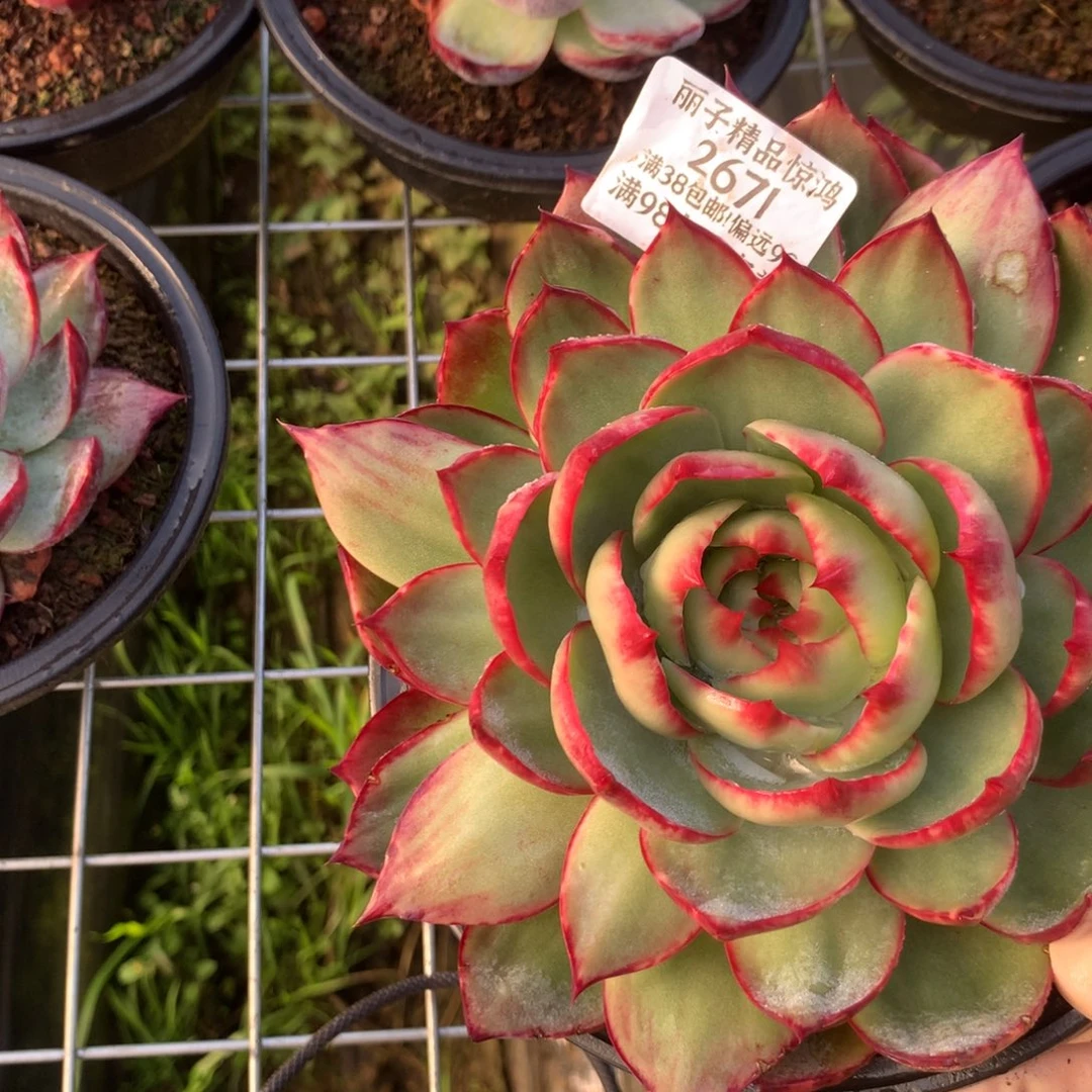 2671号多肉植物惊鸿17