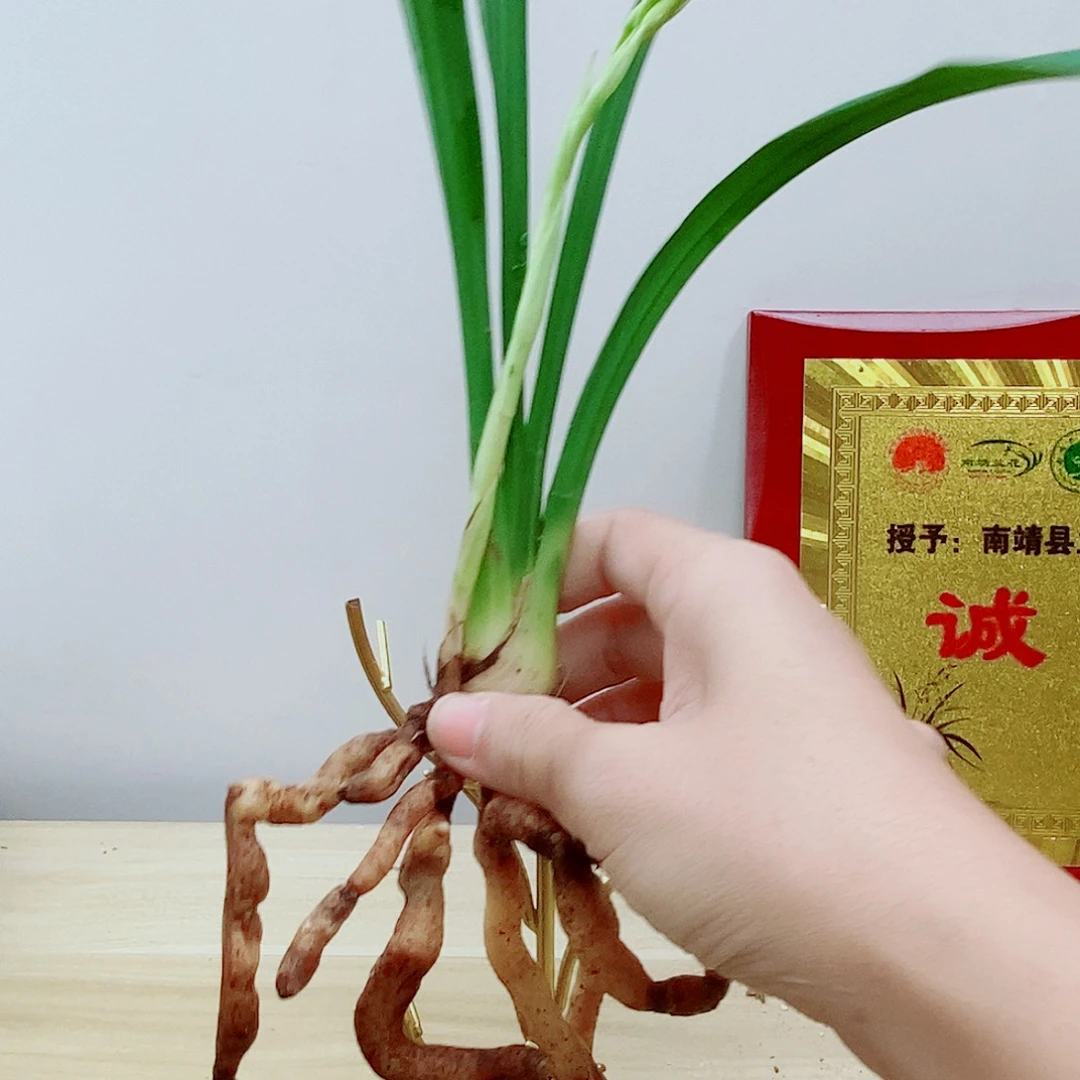 当前无花朵，栽培后可花朵喜