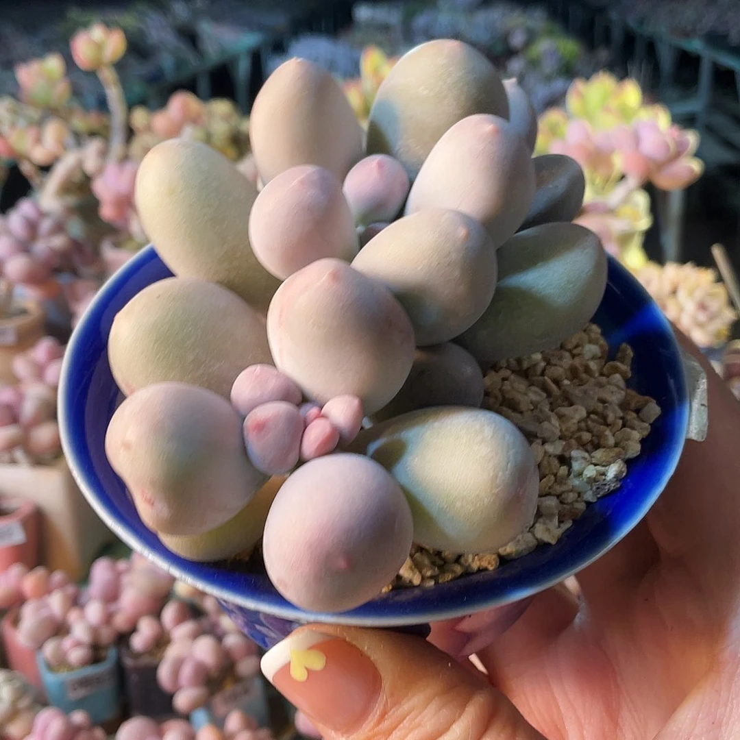 某*人多肉植物的生长发育与生长