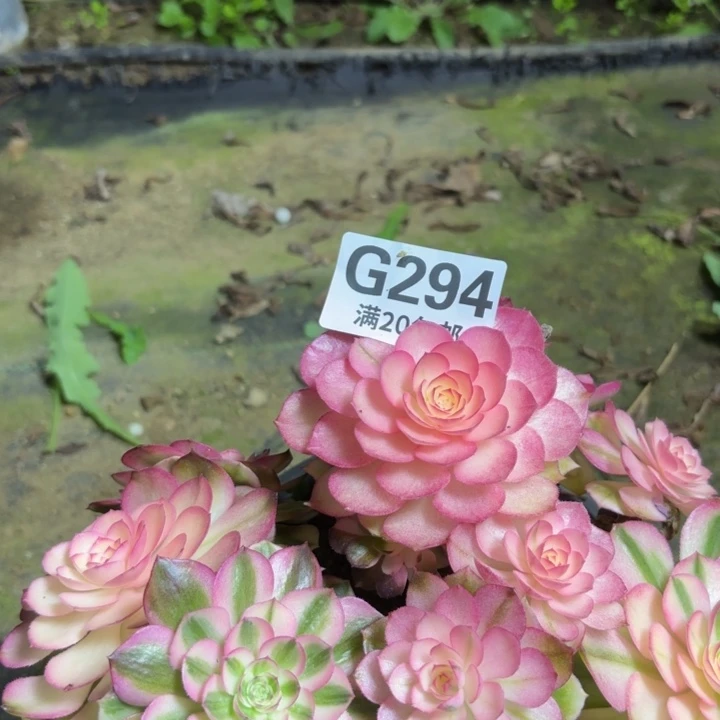 天***膀瑞妈一物一拍294