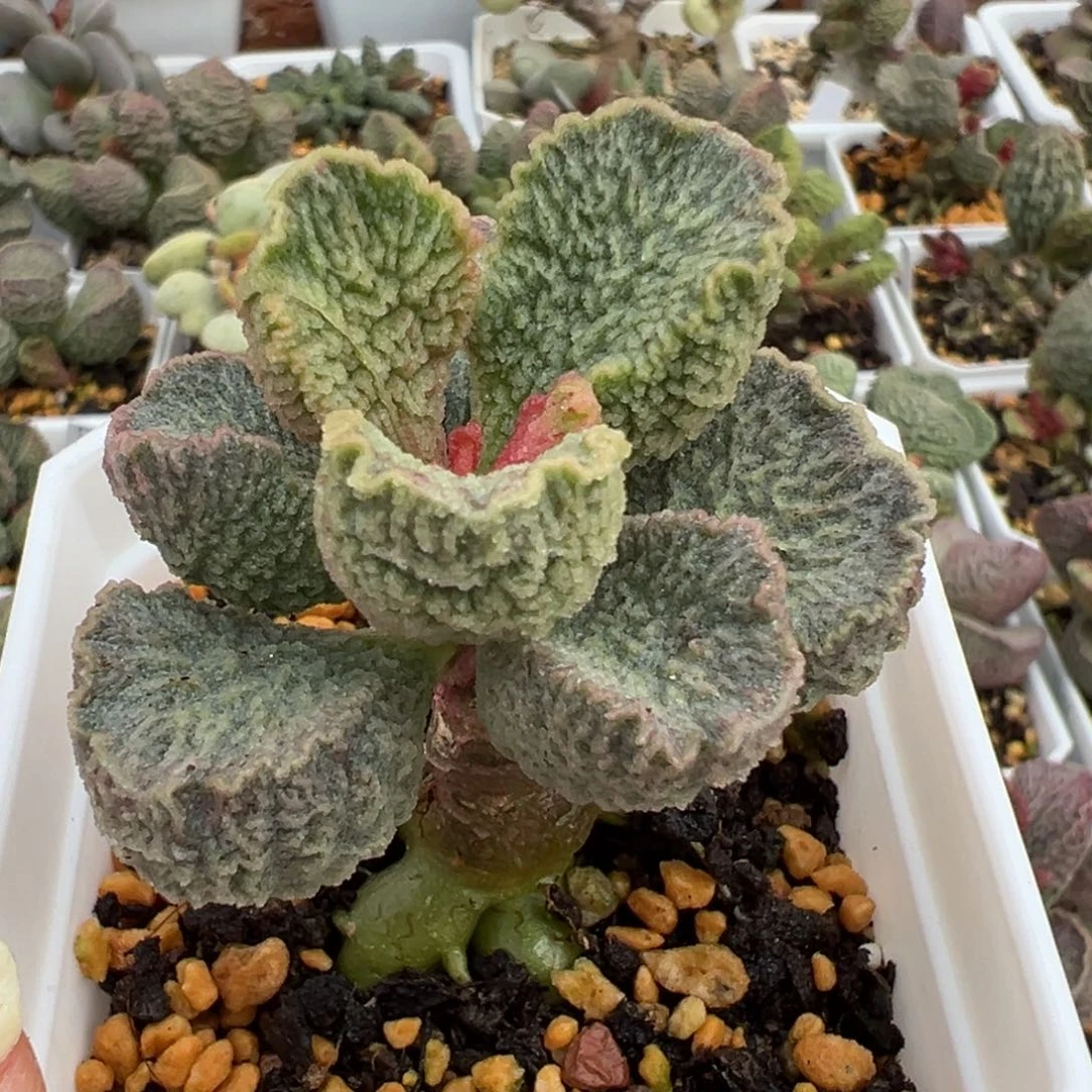 粉蝴蝶单头纯木质桩多肉植物