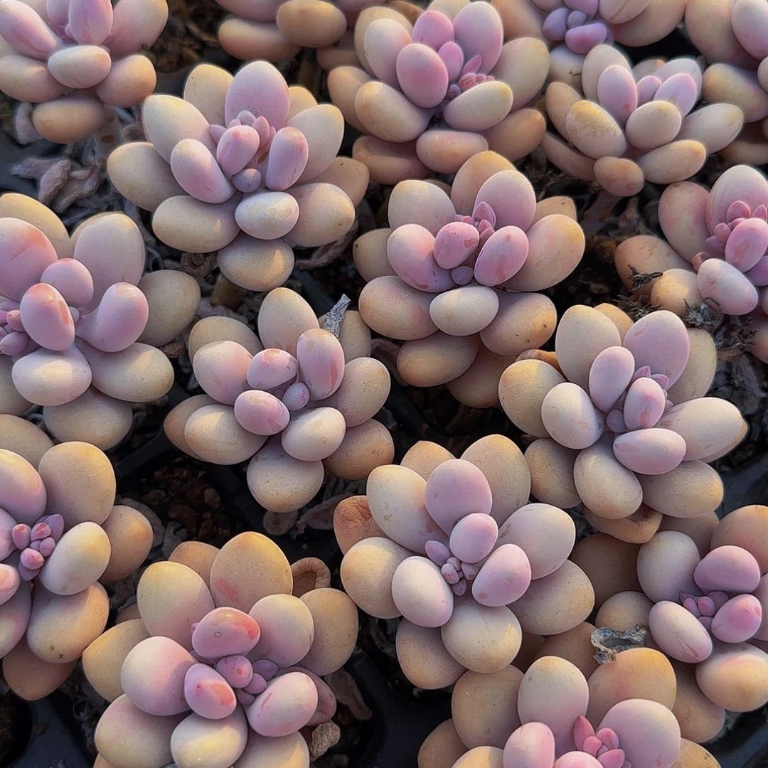 10颗单头桃蛋多肉植物
