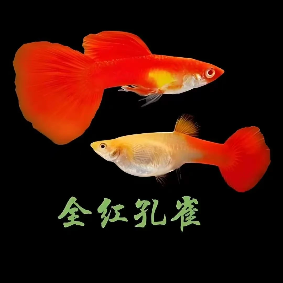 全红孔雀鱼 成年孔雀鱼可繁衍小型淡水鱼