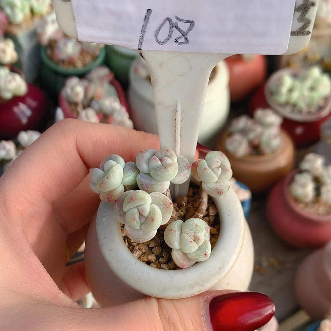 夏花脱土发货冰玉小叶