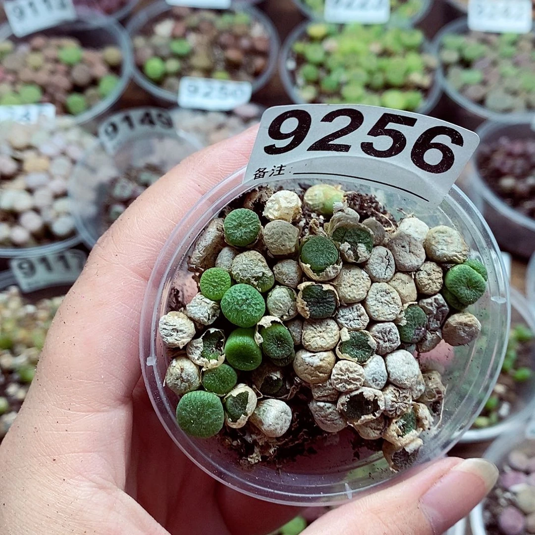 9256紫颜铜壶一碗