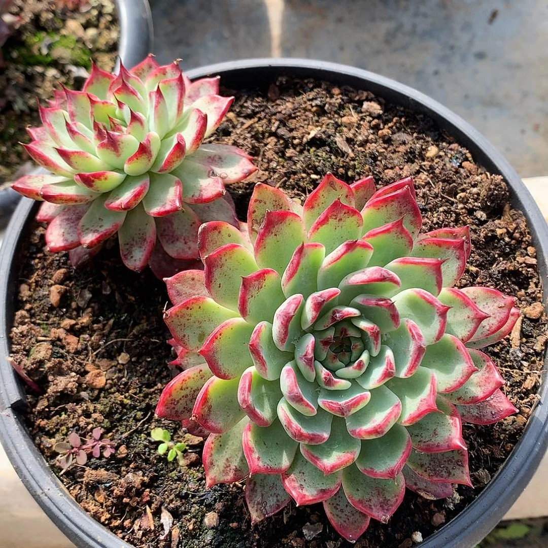 寒雾一物一拍11-97