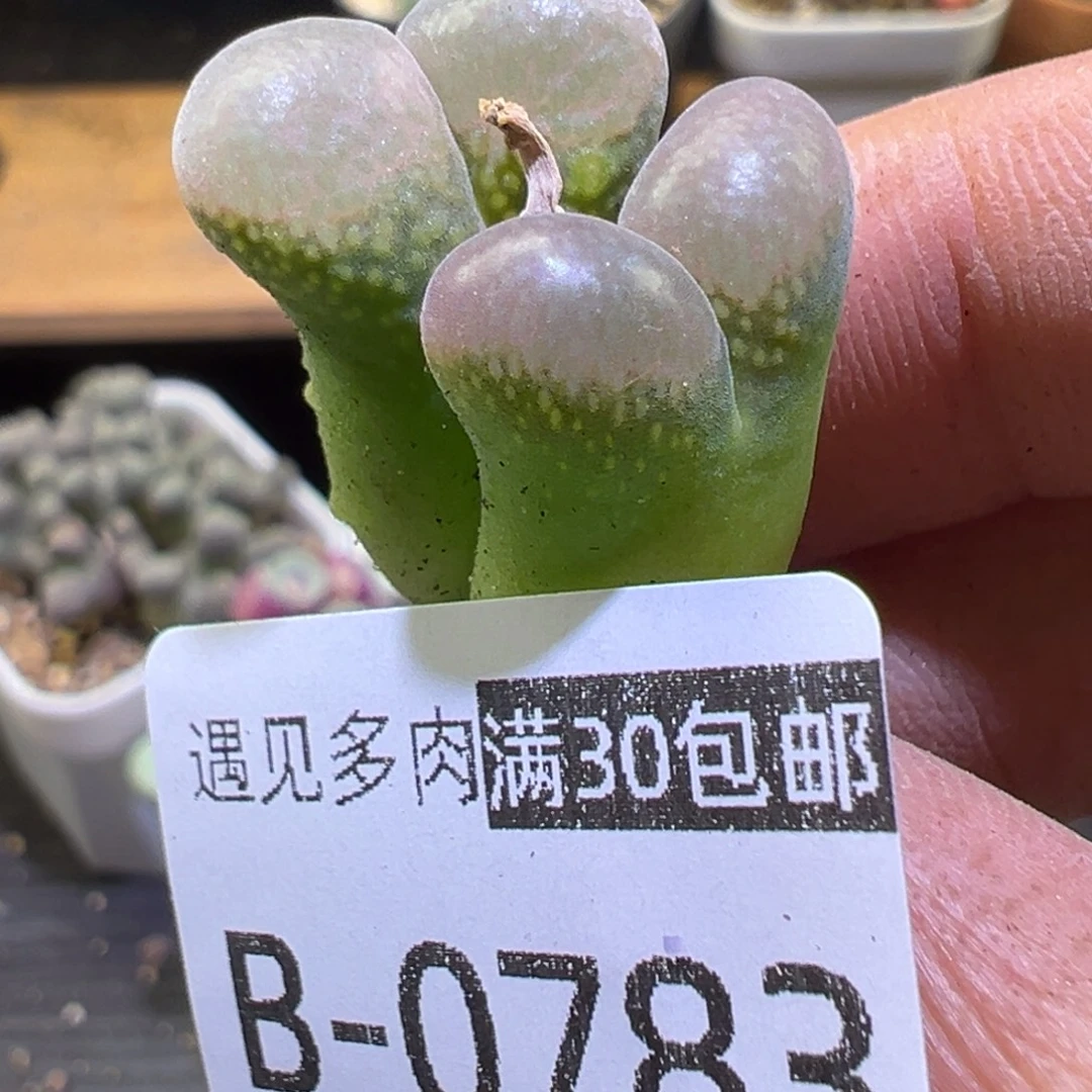 多肉植物111111111111