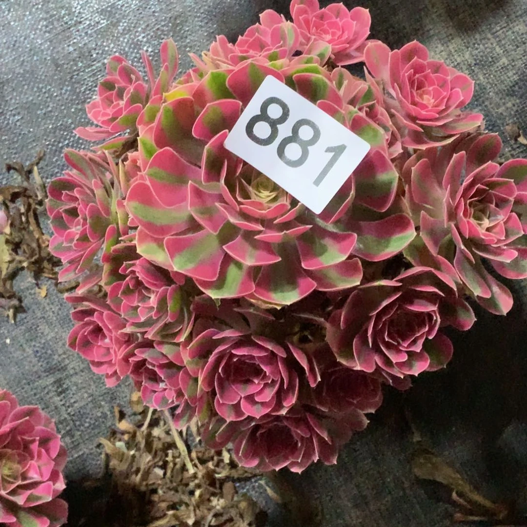 粉女巫881法师多肉植物