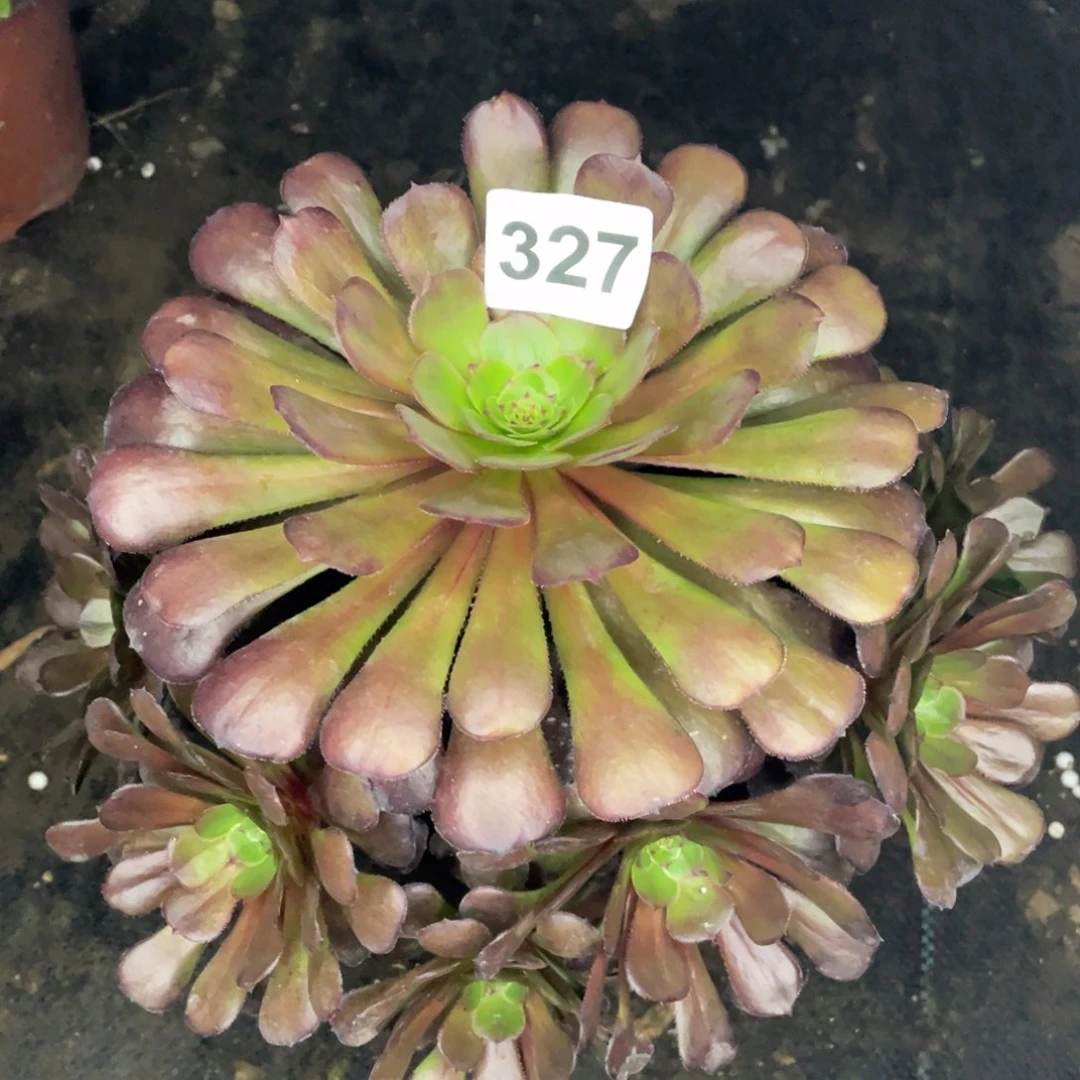 327号黑暗萝莉手捧花杆子有点歪