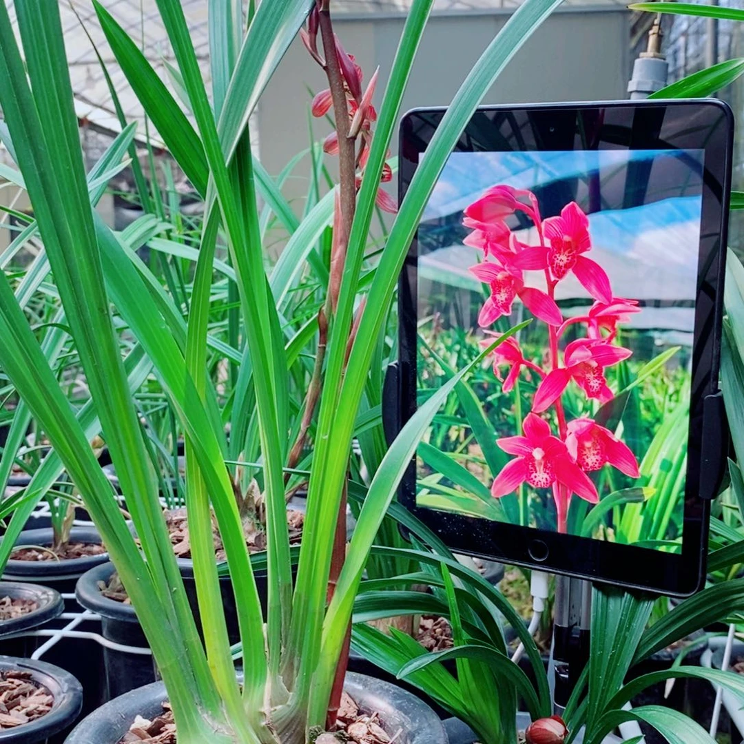 大部分花苞少量开放