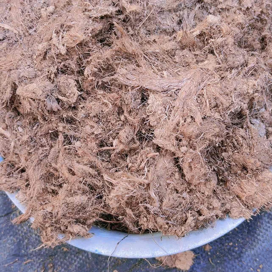 【闪购商品】粗泥潭多肉19.9