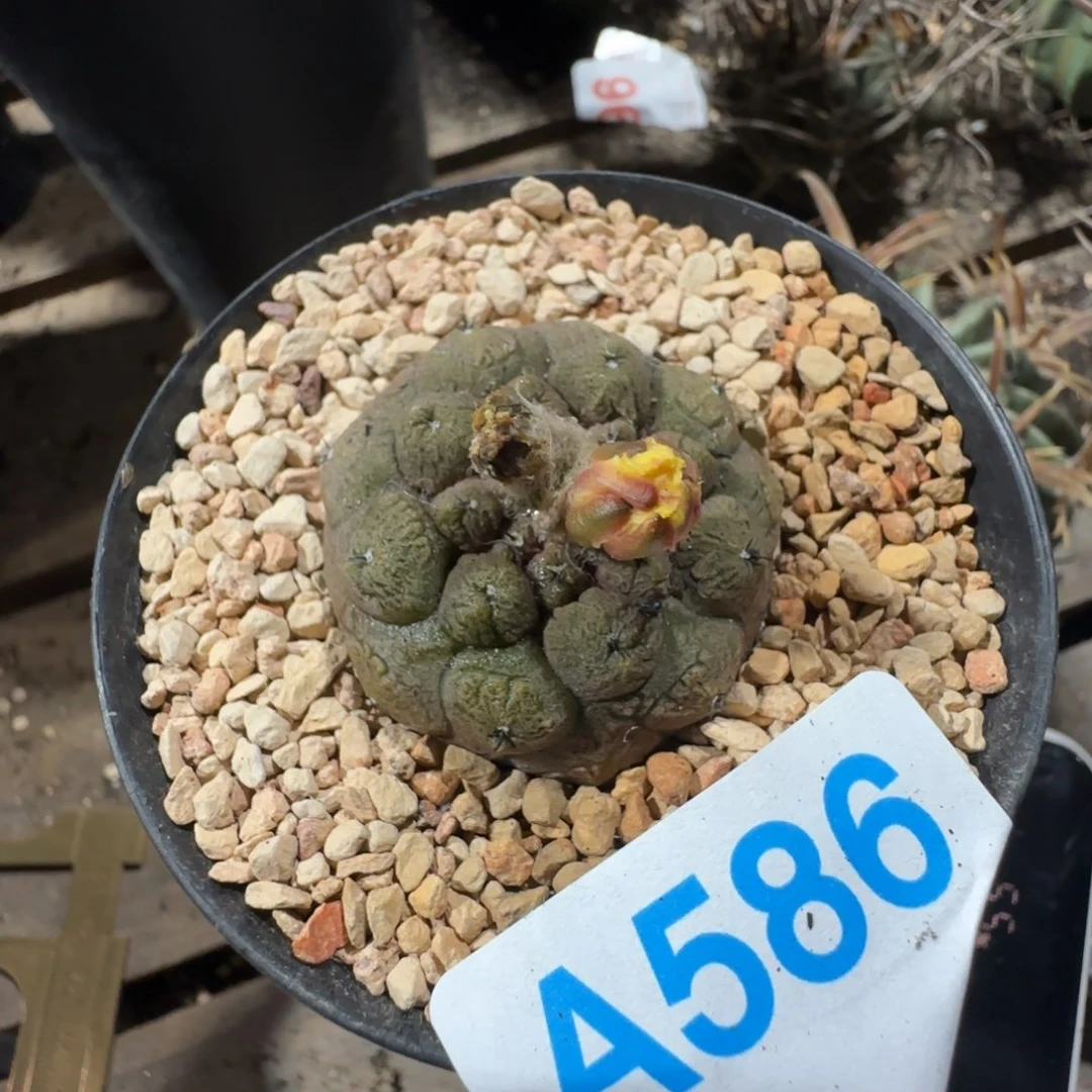 蜥蜴皮 实生仙人球586