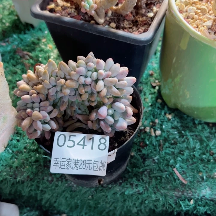 幸运儿的一个小秘密就是