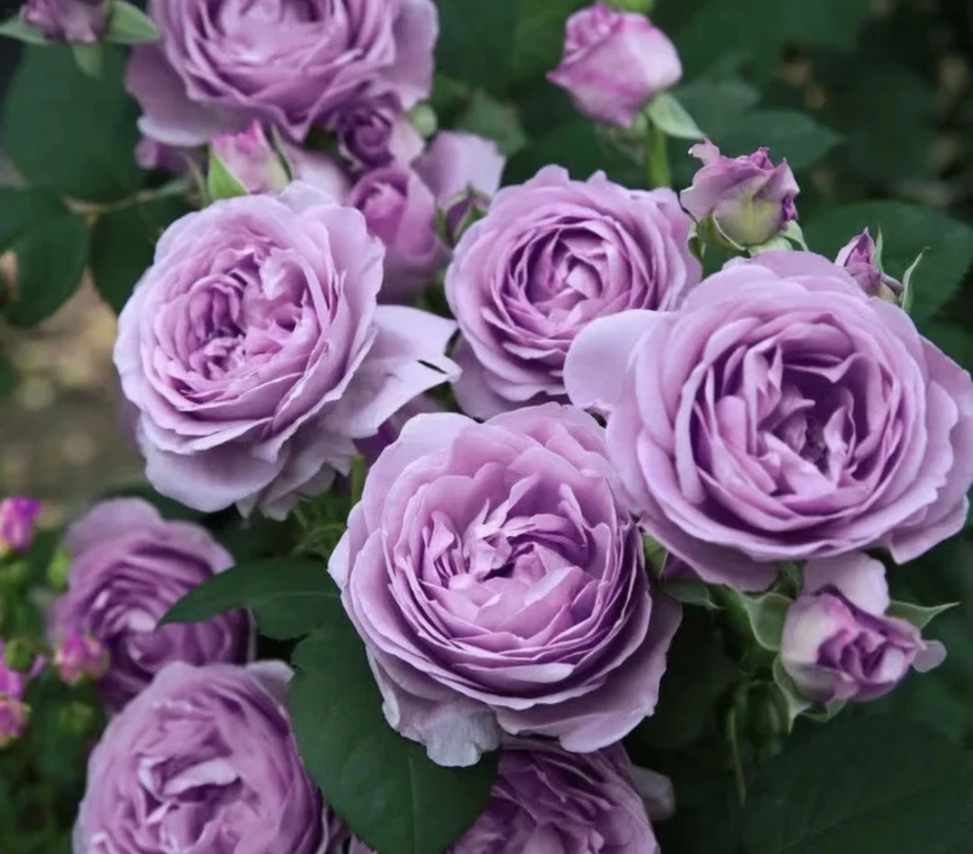 【蓝色风暴笋芽发货】 一盆多颗 四季开花好养勤花抗病耐热耐寒