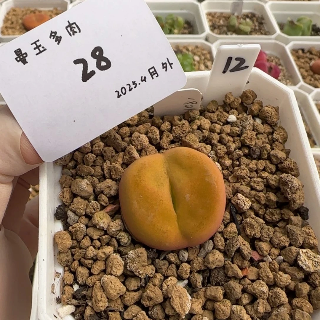 ?****好多肉多肉多肉4-028