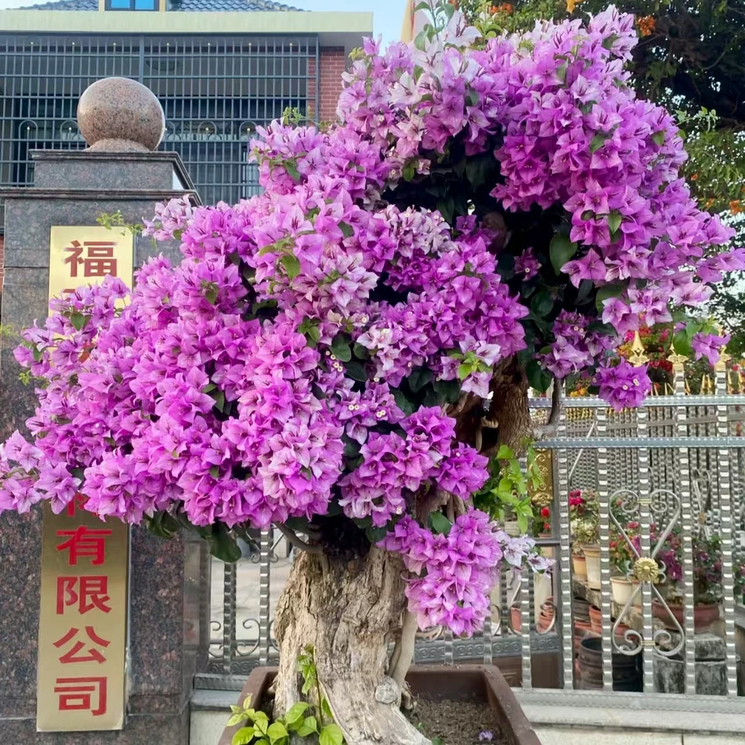 三角梅  盆景爆花好养花期长 云南鲜花绿植