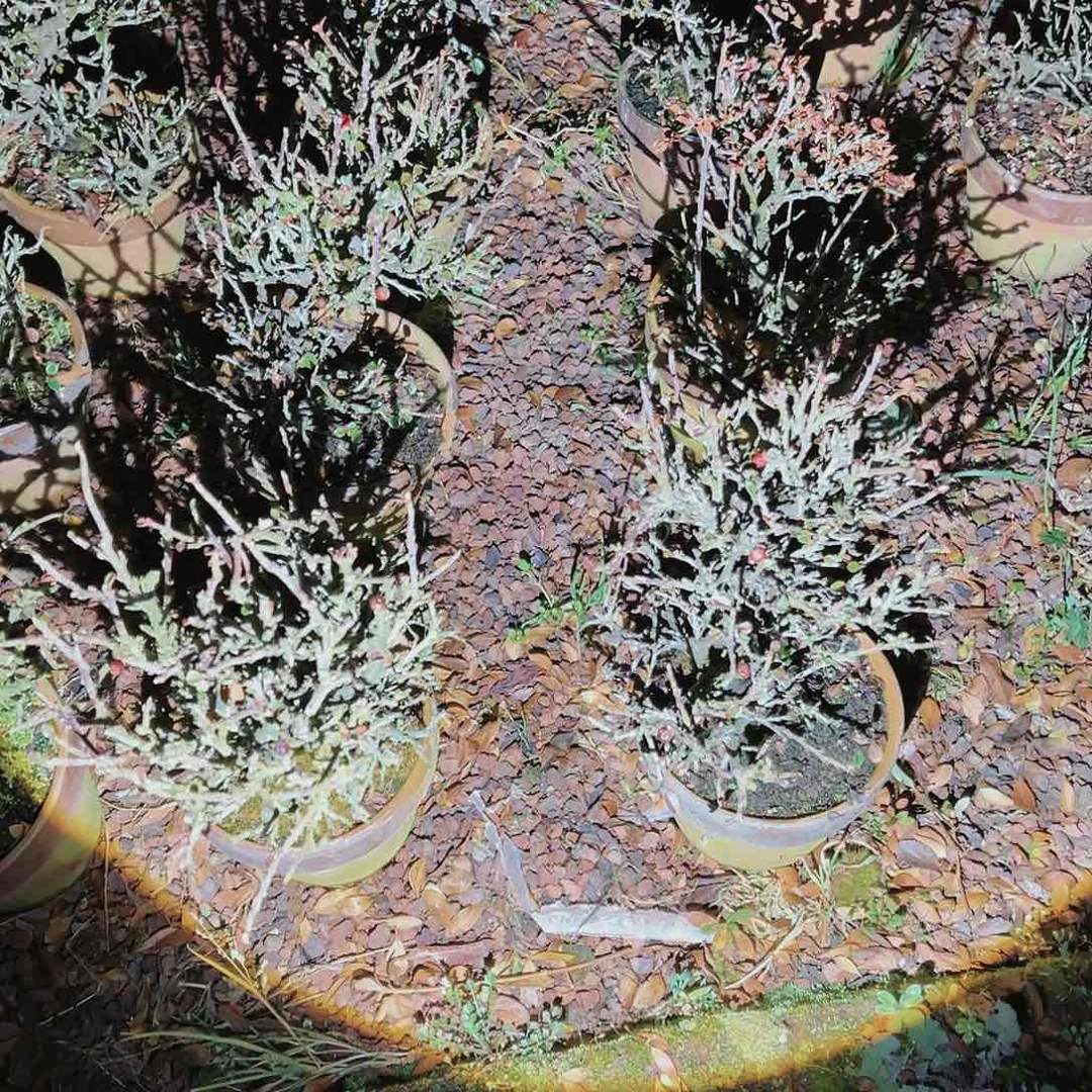 盆景进口白檀荀子原盆