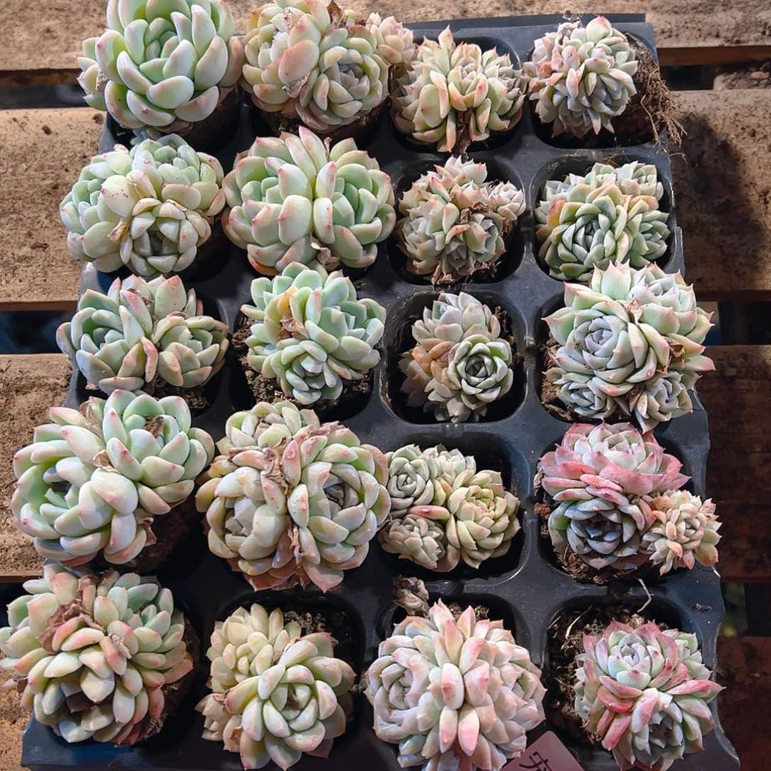 直播福利一物一拍138