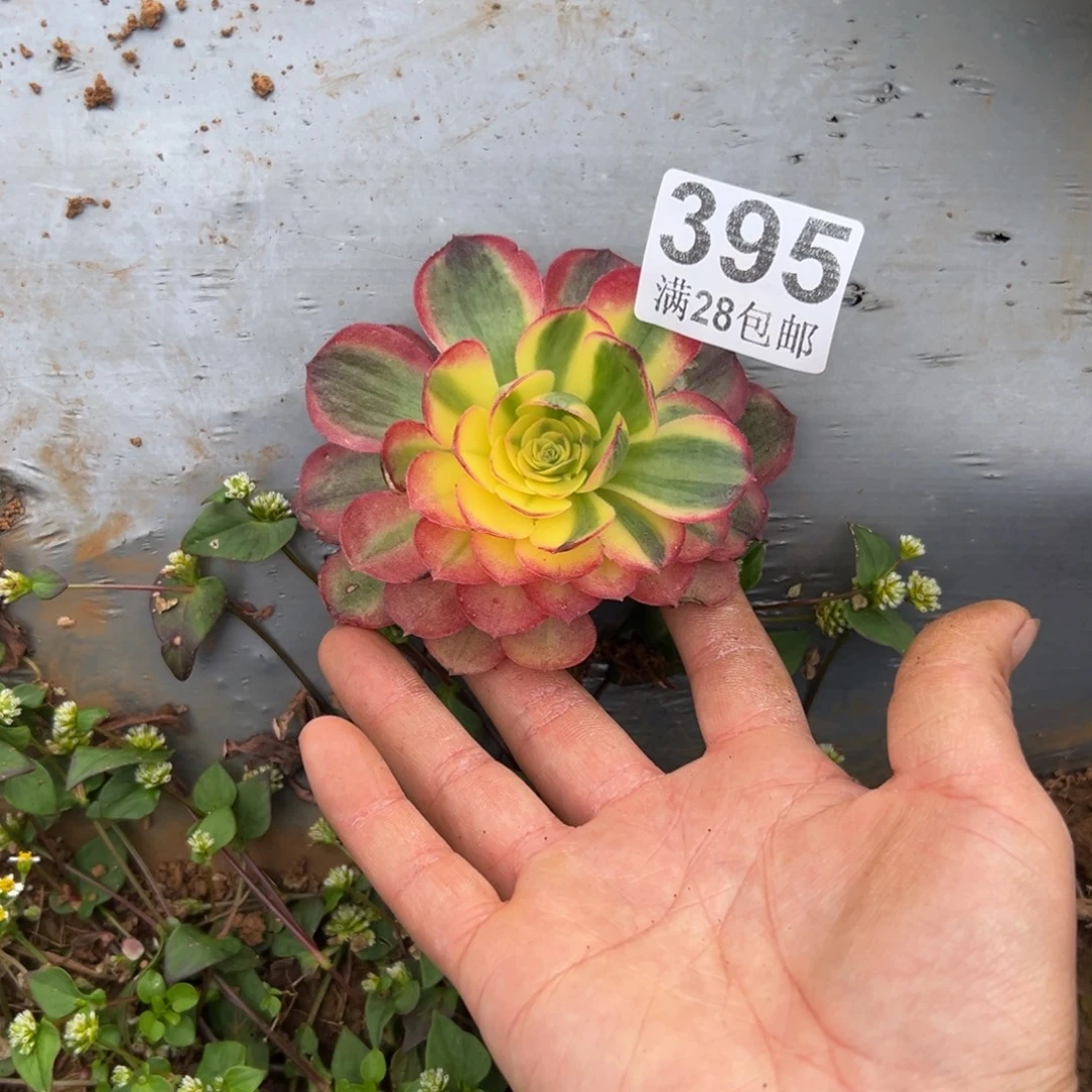 购***狂多肉植物395无售后