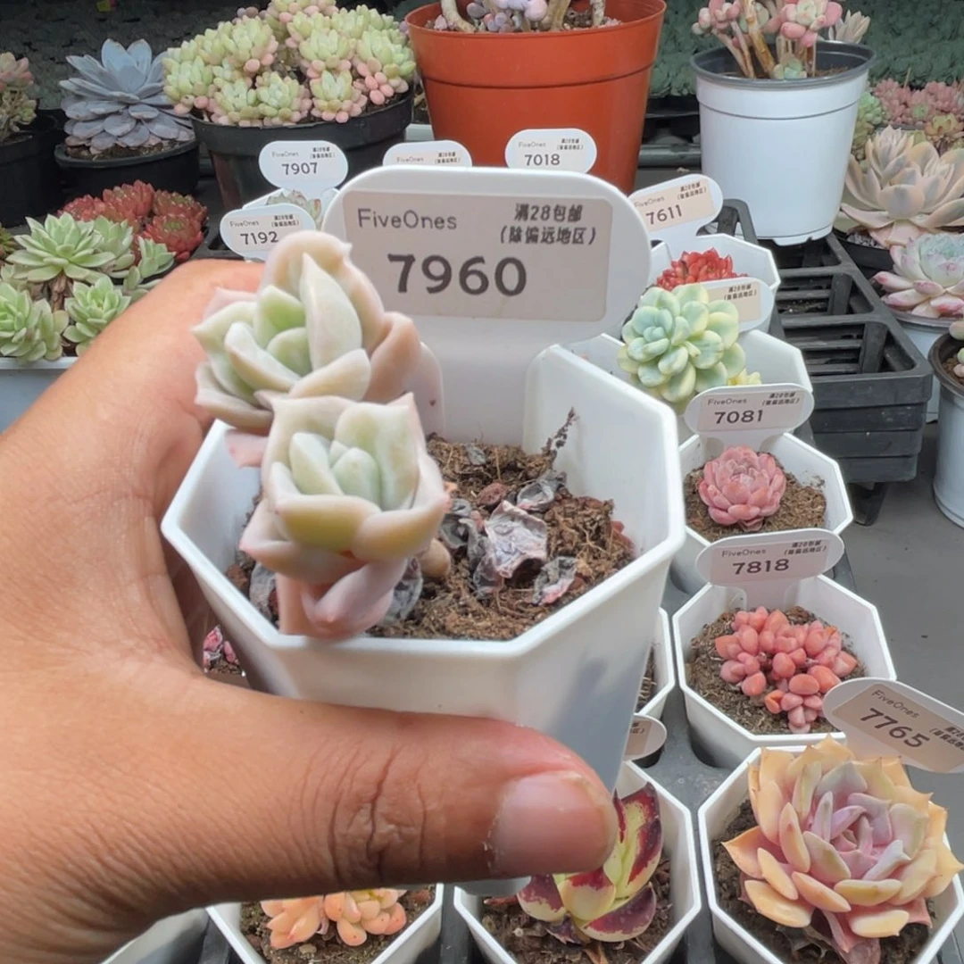 7960可爱玫瑰3.4厘米