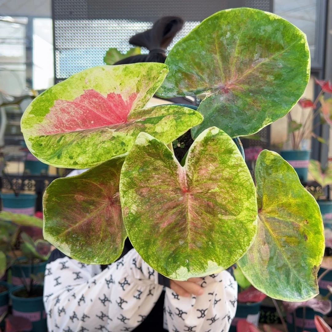 无花朵0023哈啦吧啦