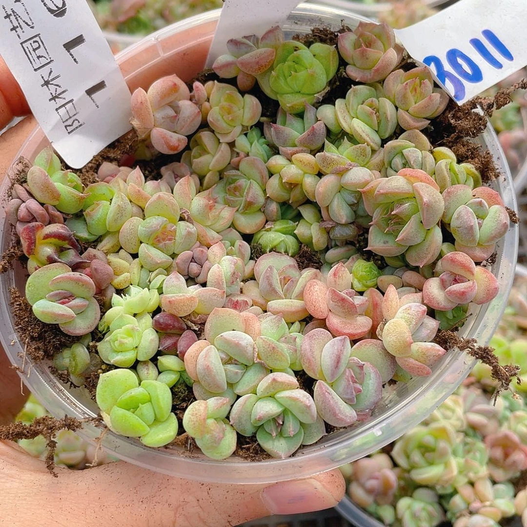 量拍多肉植物多肉植物116