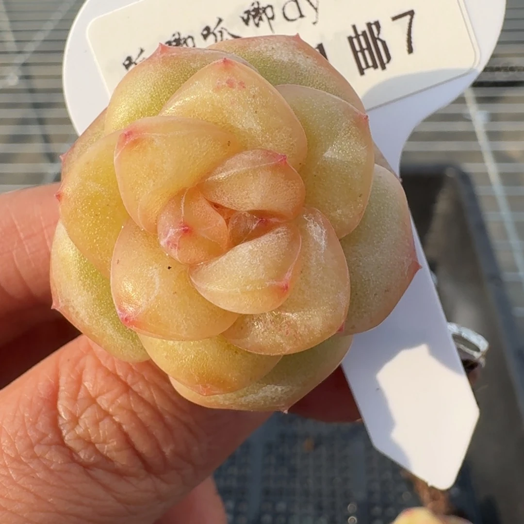 0308-07-选育珍妮