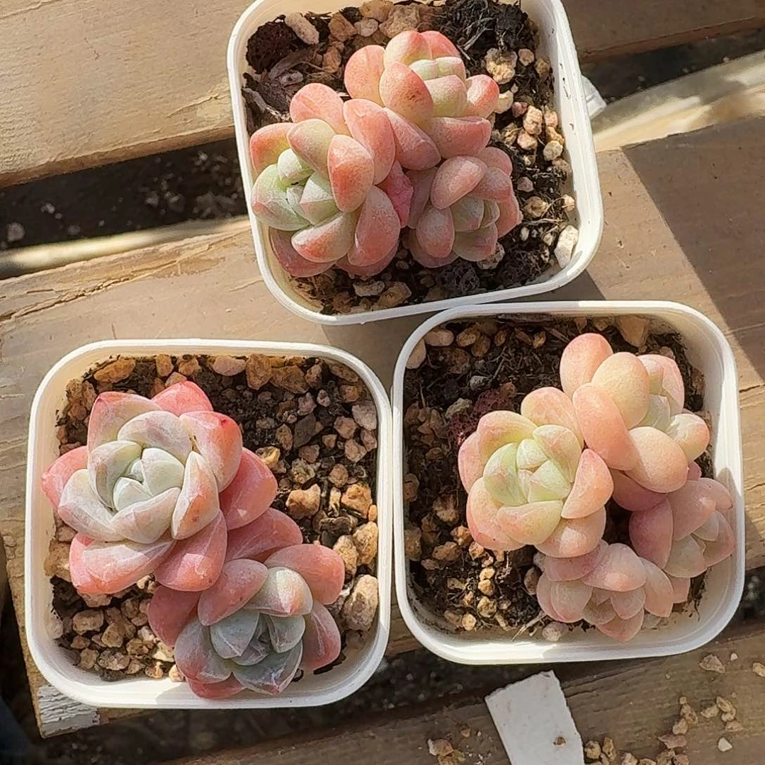 福利冰玉3颗群生包整脱土