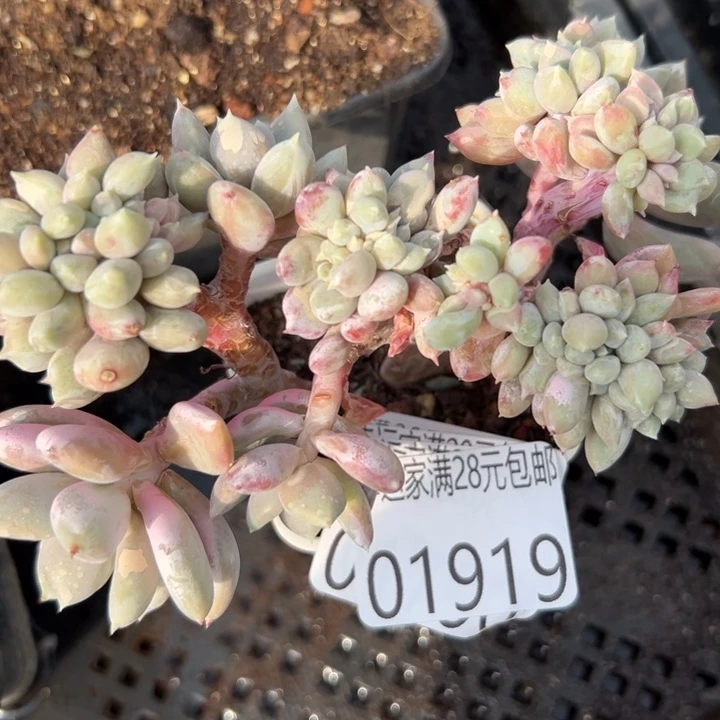 幸运的人会遇到你喜欢