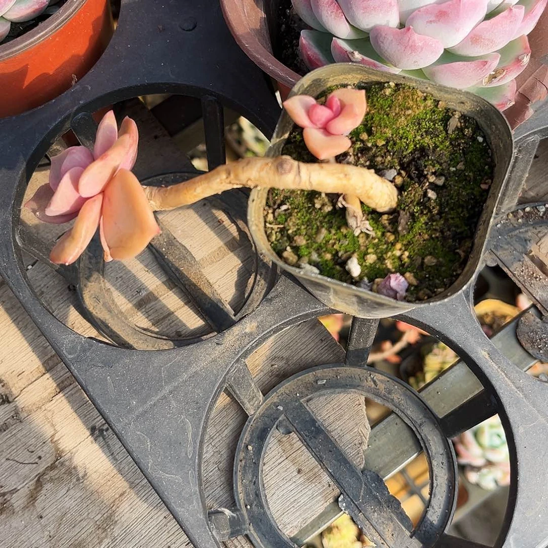 小**语42多肉植物提取萃取剂中添加