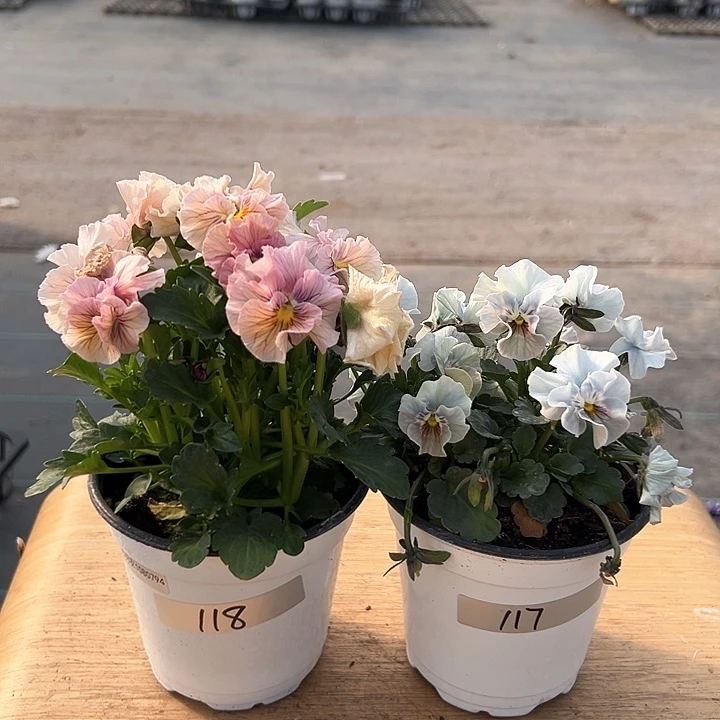 红陶抖音直播闪拍117-118