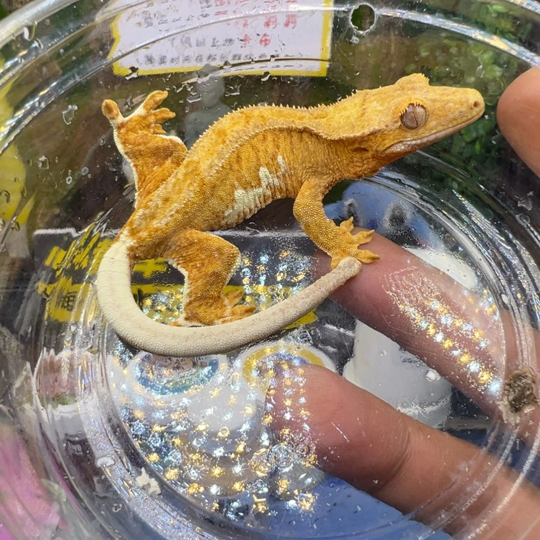 睫角守宫黄幻影莉莉